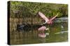 Roseate spoonbill flying, Merritt Island National Wildlife Refuge, Florida-Adam Jones-Stretched Canvas