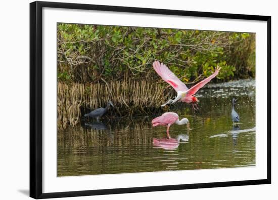 Roseate spoonbill flying, Merritt Island National Wildlife Refuge, Florida-Adam Jones-Framed Photographic Print