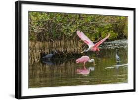 Roseate spoonbill flying, Merritt Island National Wildlife Refuge, Florida-Adam Jones-Framed Photographic Print