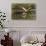 Roseate spoonbill flying, Merritt Island National Wildlife Refuge, Florida-Adam Jones-Photographic Print displayed on a wall