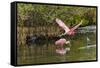 Roseate spoonbill flying, Merritt Island National Wildlife Refuge, Florida-Adam Jones-Framed Stretched Canvas