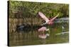 Roseate spoonbill flying, Merritt Island National Wildlife Refuge, Florida-Adam Jones-Stretched Canvas