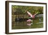 Roseate spoonbill flying, Merritt Island National Wildlife Refuge, Florida-Adam Jones-Framed Photographic Print