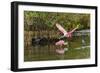 Roseate spoonbill flying, Merritt Island National Wildlife Refuge, Florida-Adam Jones-Framed Photographic Print