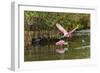 Roseate spoonbill flying, Merritt Island National Wildlife Refuge, Florida-Adam Jones-Framed Photographic Print