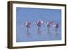 Roseate Spoonbill Four Juveniles (Platalea Ajaja) Sanibel Is, Florida, US Ding Darling-Steven David Miller-Framed Photographic Print
