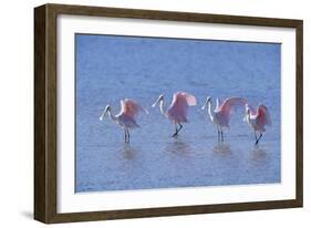 Roseate Spoonbill Four Juveniles (Platalea Ajaja) Sanibel Is, Florida, US Ding Darling-Steven David Miller-Framed Photographic Print