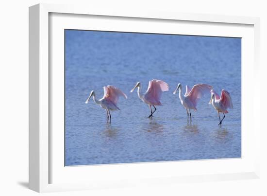 Roseate Spoonbill Four Juveniles (Platalea Ajaja) Sanibel Is, Florida, US Ding Darling-Steven David Miller-Framed Photographic Print