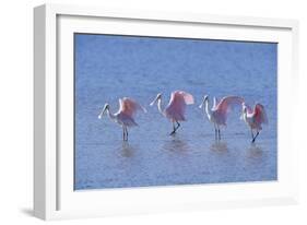 Roseate Spoonbill Four Juveniles (Platalea Ajaja) Sanibel Is, Florida, US Ding Darling-Steven David Miller-Framed Photographic Print