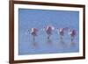 Roseate Spoonbill Four Juveniles (Platalea Ajaja) Sanibel Is, Florida, US Ding Darling-Steven David Miller-Framed Photographic Print