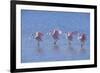 Roseate Spoonbill Four Juveniles (Platalea Ajaja) Sanibel Is, Florida, US Ding Darling-Steven David Miller-Framed Photographic Print