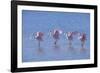 Roseate Spoonbill Four Juveniles (Platalea Ajaja) Sanibel Is, Florida, US Ding Darling-Steven David Miller-Framed Photographic Print