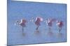 Roseate Spoonbill Four Juveniles (Platalea Ajaja) Sanibel Is, Florida, US Ding Darling-Steven David Miller-Mounted Photographic Print