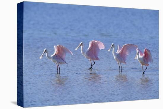 Roseate Spoonbill Four Juveniles (Platalea Ajaja) Sanibel Is, Florida, US Ding Darling-Steven David Miller-Stretched Canvas