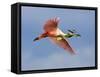 Roseate Spoonbill in Flight Carrying Nesting Material, Tampa Bay, Florida, USA-Jim Zuckerman-Framed Stretched Canvas