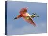 Roseate Spoonbill in Flight Carrying Nesting Material, Tampa Bay, Florida, USA-Jim Zuckerman-Stretched Canvas