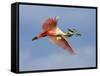 Roseate Spoonbill in Flight Carrying Nesting Material, Tampa Bay, Florida, USA-Jim Zuckerman-Framed Stretched Canvas