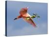 Roseate Spoonbill in Flight Carrying Nesting Material, Tampa Bay, Florida, USA-Jim Zuckerman-Stretched Canvas