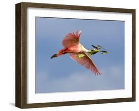 Roseate Spoonbill in Flight Carrying Nesting Material, Tampa Bay, Florida, USA-Jim Zuckerman-Framed Photographic Print