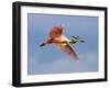 Roseate Spoonbill in Flight Carrying Nesting Material, Tampa Bay, Florida, USA-Jim Zuckerman-Framed Photographic Print