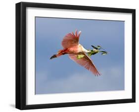 Roseate Spoonbill in Flight Carrying Nesting Material, Tampa Bay, Florida, USA-Jim Zuckerman-Framed Photographic Print