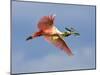 Roseate Spoonbill in Flight Carrying Nesting Material, Tampa Bay, Florida, USA-Jim Zuckerman-Mounted Photographic Print