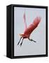 Roseate Spoonbill in Flight, Tampa Bay, Florida, USA-Jim Zuckerman-Framed Stretched Canvas