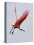 Roseate Spoonbill in Flight, Tampa Bay, Florida, USA-Jim Zuckerman-Stretched Canvas