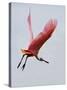 Roseate Spoonbill in Flight, Tampa Bay, Florida, USA-Jim Zuckerman-Stretched Canvas