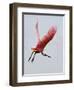 Roseate Spoonbill in Flight, Tampa Bay, Florida, USA-Jim Zuckerman-Framed Photographic Print