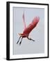 Roseate Spoonbill in Flight, Tampa Bay, Florida, USA-Jim Zuckerman-Framed Photographic Print