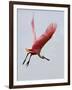 Roseate Spoonbill in Flight, Tampa Bay, Florida, USA-Jim Zuckerman-Framed Photographic Print