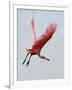 Roseate Spoonbill in Flight, Tampa Bay, Florida, USA-Jim Zuckerman-Framed Photographic Print