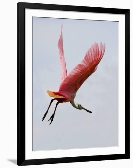 Roseate Spoonbill in Flight, Tampa Bay, Florida, USA-Jim Zuckerman-Framed Photographic Print