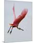 Roseate Spoonbill in Flight, Tampa Bay, Florida, USA-Jim Zuckerman-Mounted Photographic Print