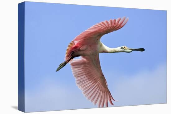 Roseate Spoonbill in Flight-null-Stretched Canvas