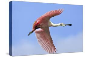 Roseate Spoonbill in Flight-null-Stretched Canvas