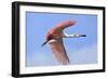 Roseate Spoonbill in Flight-null-Framed Photographic Print