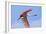 Roseate Spoonbill in Flight-null-Framed Photographic Print