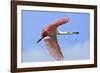 Roseate Spoonbill in Flight-null-Framed Photographic Print