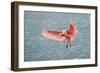 Roseate spoonbill landing, Merritt Island National Wildlife Refuge, Florida-Adam Jones-Framed Photographic Print