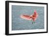 Roseate spoonbill landing, Merritt Island National Wildlife Refuge, Florida-Adam Jones-Framed Photographic Print