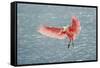 Roseate spoonbill landing, Merritt Island National Wildlife Refuge, Florida-Adam Jones-Framed Stretched Canvas