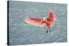 Roseate spoonbill landing, Merritt Island National Wildlife Refuge, Florida-Adam Jones-Stretched Canvas