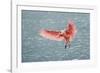 Roseate spoonbill landing, Merritt Island National Wildlife Refuge, Florida-Adam Jones-Framed Photographic Print