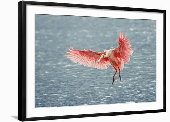 Roseate spoonbill landing, Merritt Island National Wildlife Refuge, Florida-Adam Jones-Framed Photographic Print