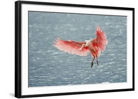 Roseate spoonbill landing, Merritt Island National Wildlife Refuge, Florida-Adam Jones-Framed Photographic Print