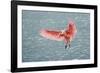 Roseate spoonbill landing, Merritt Island National Wildlife Refuge, Florida-Adam Jones-Framed Photographic Print