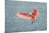 Roseate spoonbill landing, Merritt Island National Wildlife Refuge, Florida-Adam Jones-Mounted Photographic Print