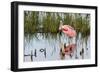 Roseate spoonbill (Platalea ajaja). Viera Wetlands, Brevard County, Florida.-Richard & Susan Day-Framed Photographic Print